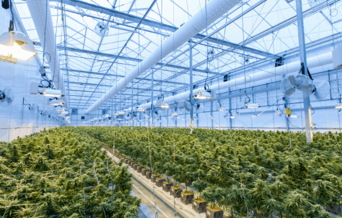 cannabis company decision growing cannabis cultivating