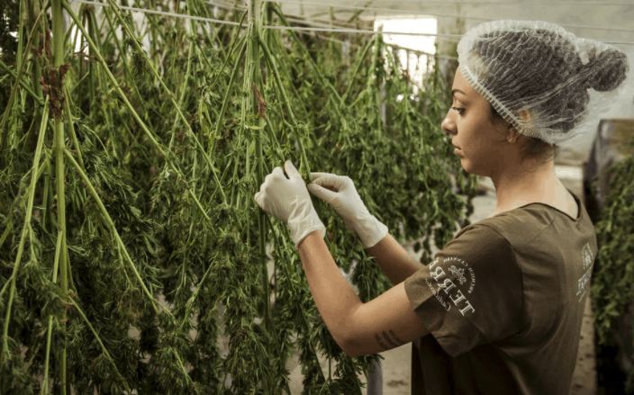 cannabis company decision cultivation