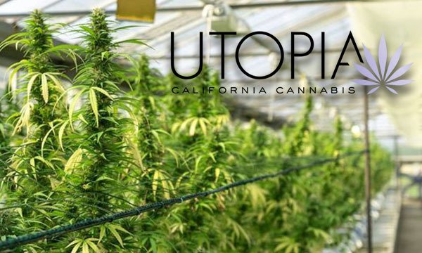 utopia farms cannabis cultivation grower cultivator