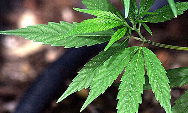 Michigan Cannabis Law News: Marijuana Conviction Expungement
