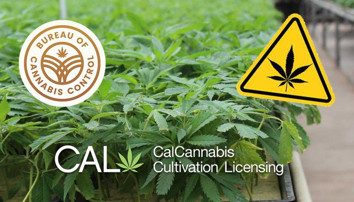 california cannabis license authority