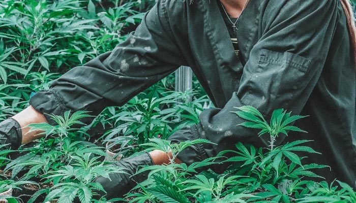 Looking to Grow Recreational Marijuana in Massachusetts