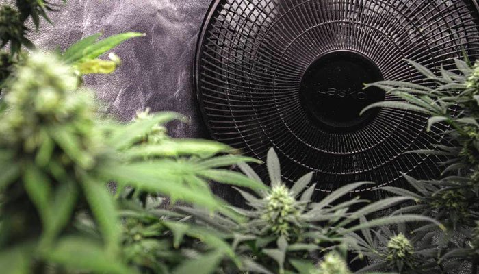 cannabis grow room air circulation with fan