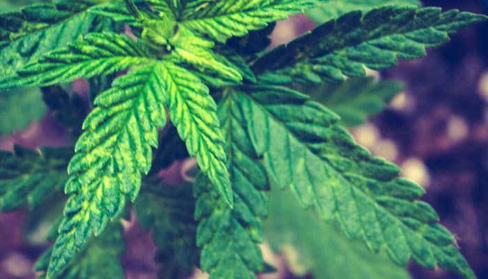 cannabis growing medium costs