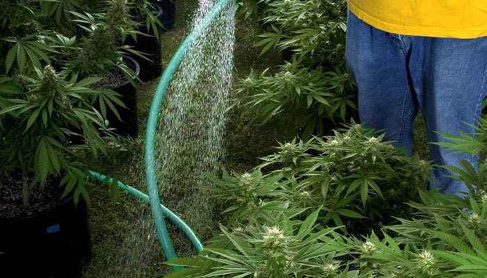 watering cannabis plants for commercial grow