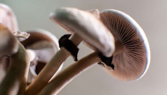 Are Mushrooms Good for PTSD