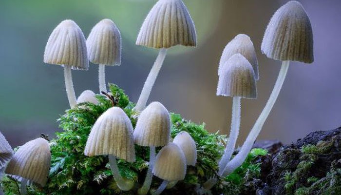Can Mushrooms Be Good for Anxiety