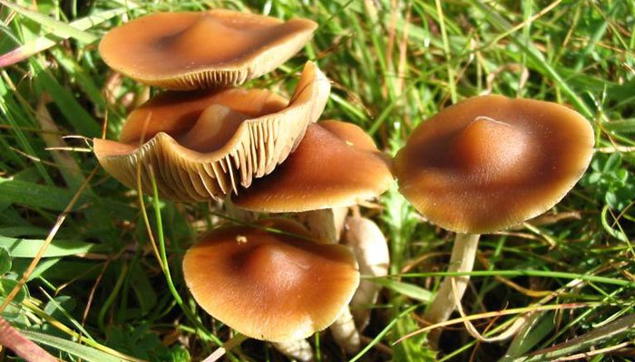 magic mushroom controversy