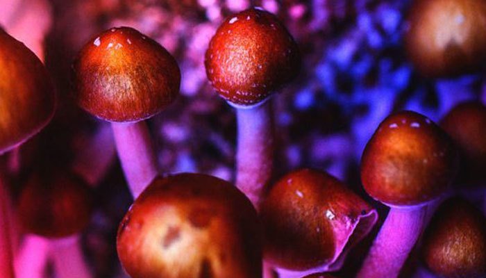 Are Psilocybin Mushrooms on the Federal List of Controlled Substances?