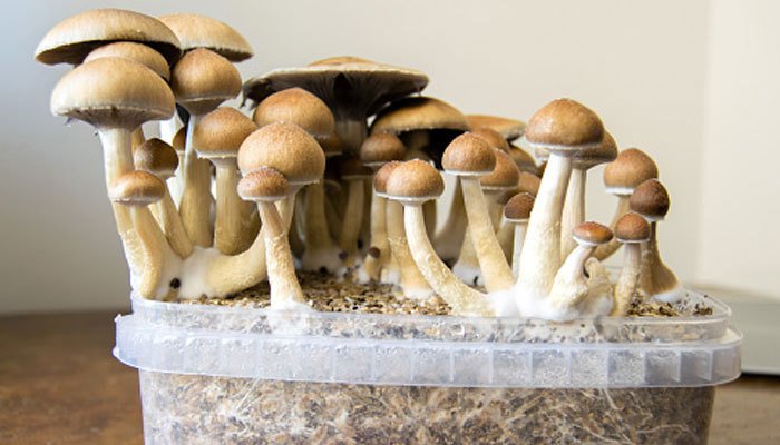 Selling Magic Mushrooms for Profit