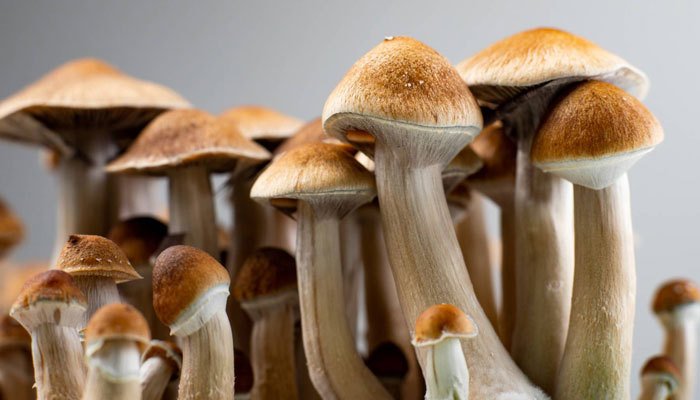 What are Magic Mushrooms?