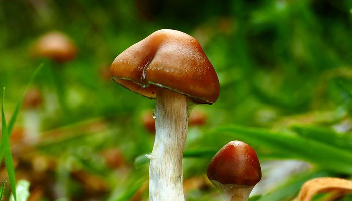 Is it legal to buy or sell magic mushrooms?