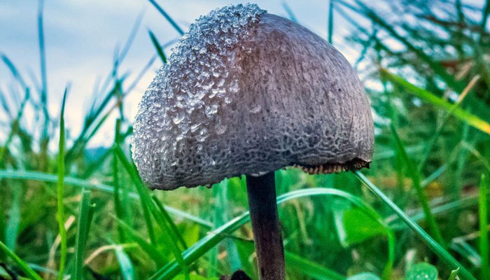 Magic Mushrooms for Energy