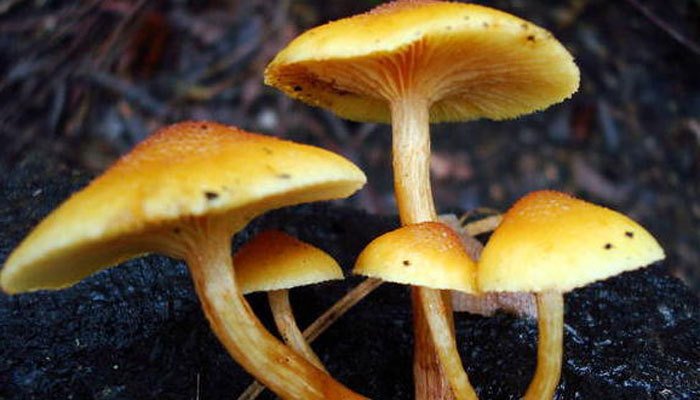 Medicinal Mushrooms During Pregnancy