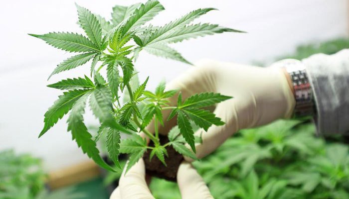 CFO for National Cannabis Brand Success