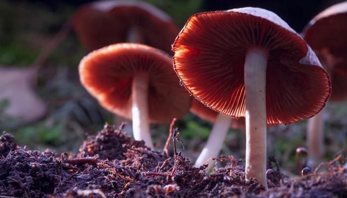 How Long Does it Take to Grow Medicinal Mushrooms