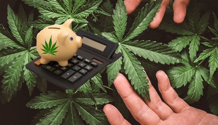 Accounting for Cannabis in the Future