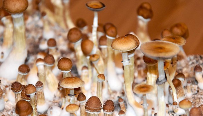 psilocybin mushroom industry farming cultivation