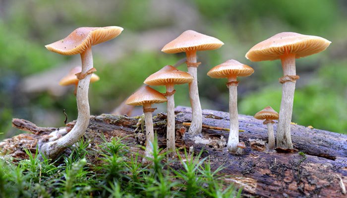 medicinal mushrooms for anxiety