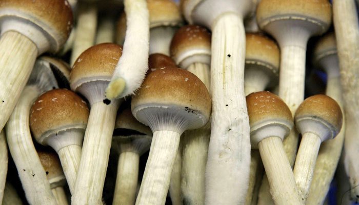 How Do Psychedelics Affect the Brain