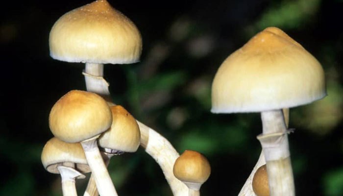 What Psychedelics Are Legal in the US