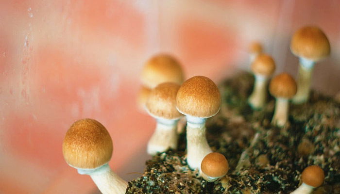 Where Are Psychedelic Mushrooms Legal?