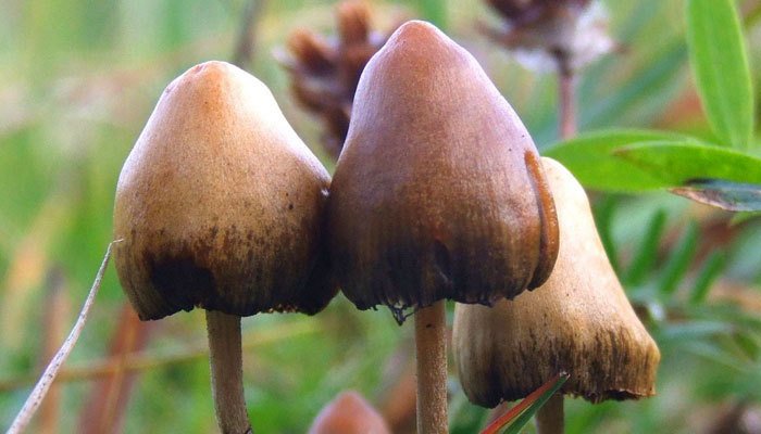 Where Are Psychedelics Legal in US?
