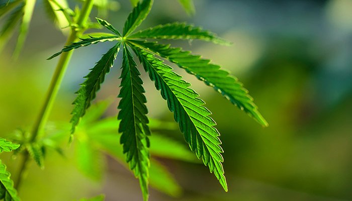 Medical Marijuanas MA: What Should Business Operators Know?