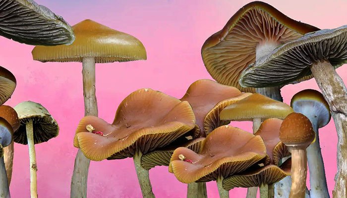 Why Psychedelics Should Be Legalized