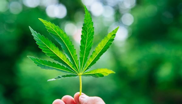 How Much Is a Cannabis License?