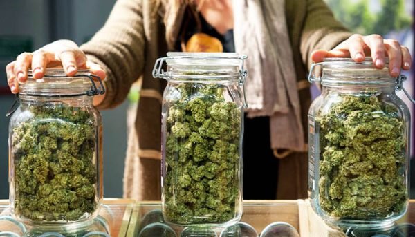 How to Get a License to Sell Cannabis