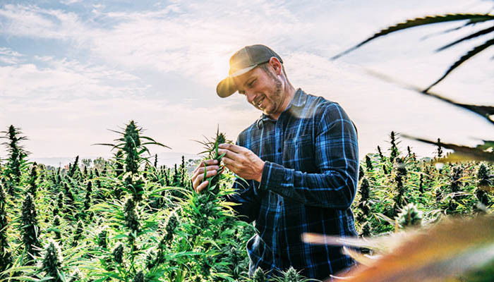 How To Get A Distributor License In Cannabis Field