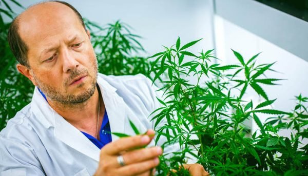 What Study Should I Go into for Cannabis Cultivation License Prep?